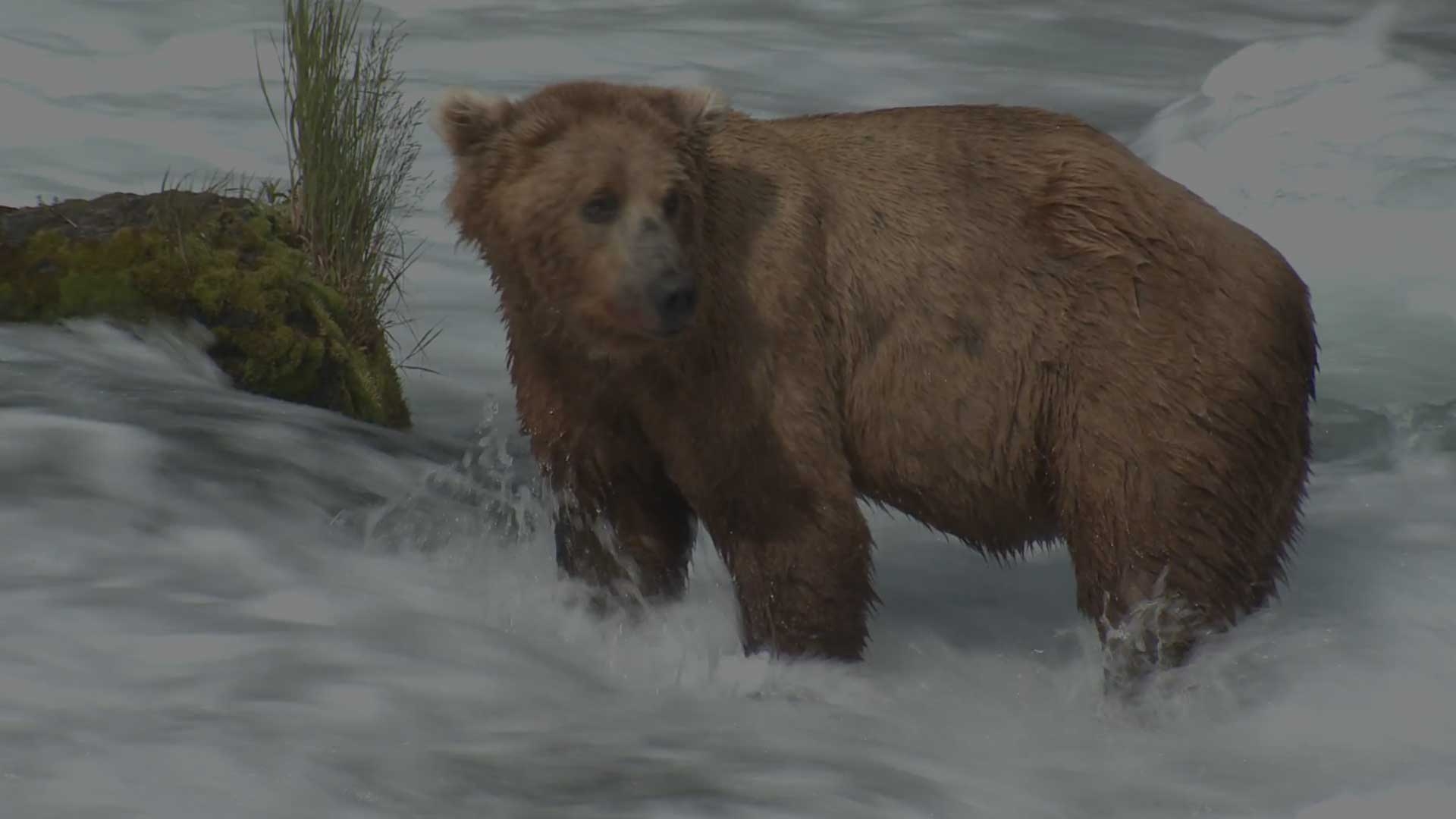 Your Alaskan Master Guide: Brian Donovan Your Alaskan Master Guide: Brian Donovan