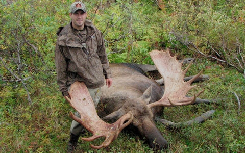 Alaskan-Yukon Moose