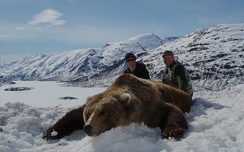 Spring Brown Bear