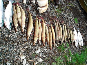 Alaska Salmon Fishing